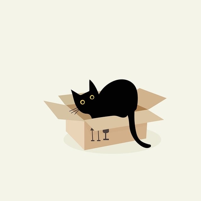 box, cat, pet