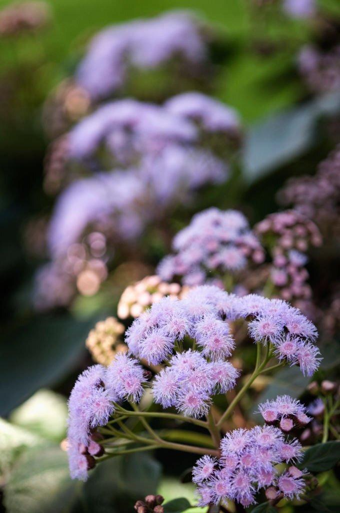 28 Beautiful Flower Names That Start With A 08