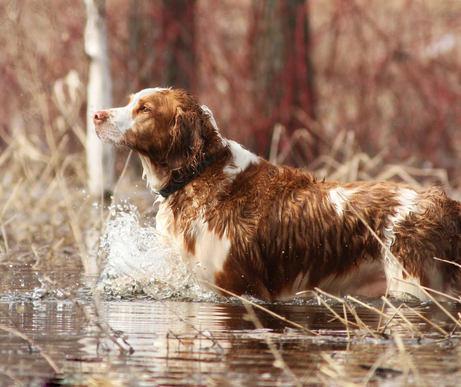 A Welshie retrieving in the water