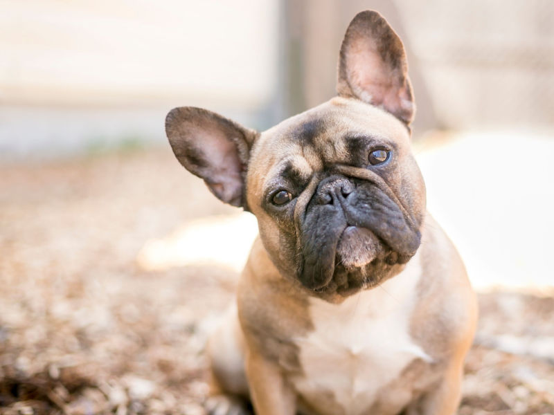 french bulldog with bat ears