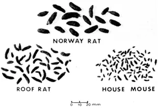 An image of different rodent droppings.