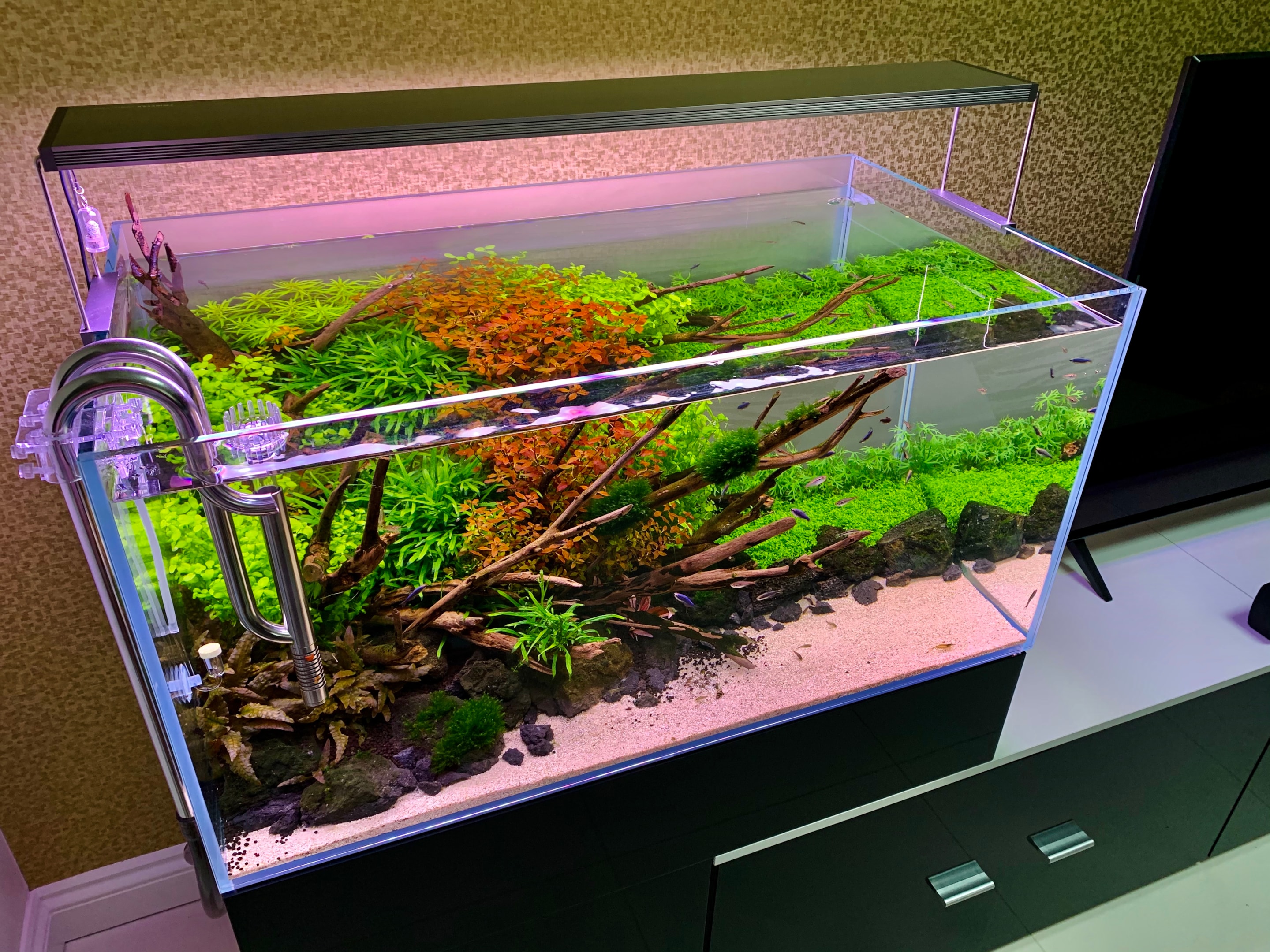 Proper LED light and temperature management are essential for a thriving self cleaning tank