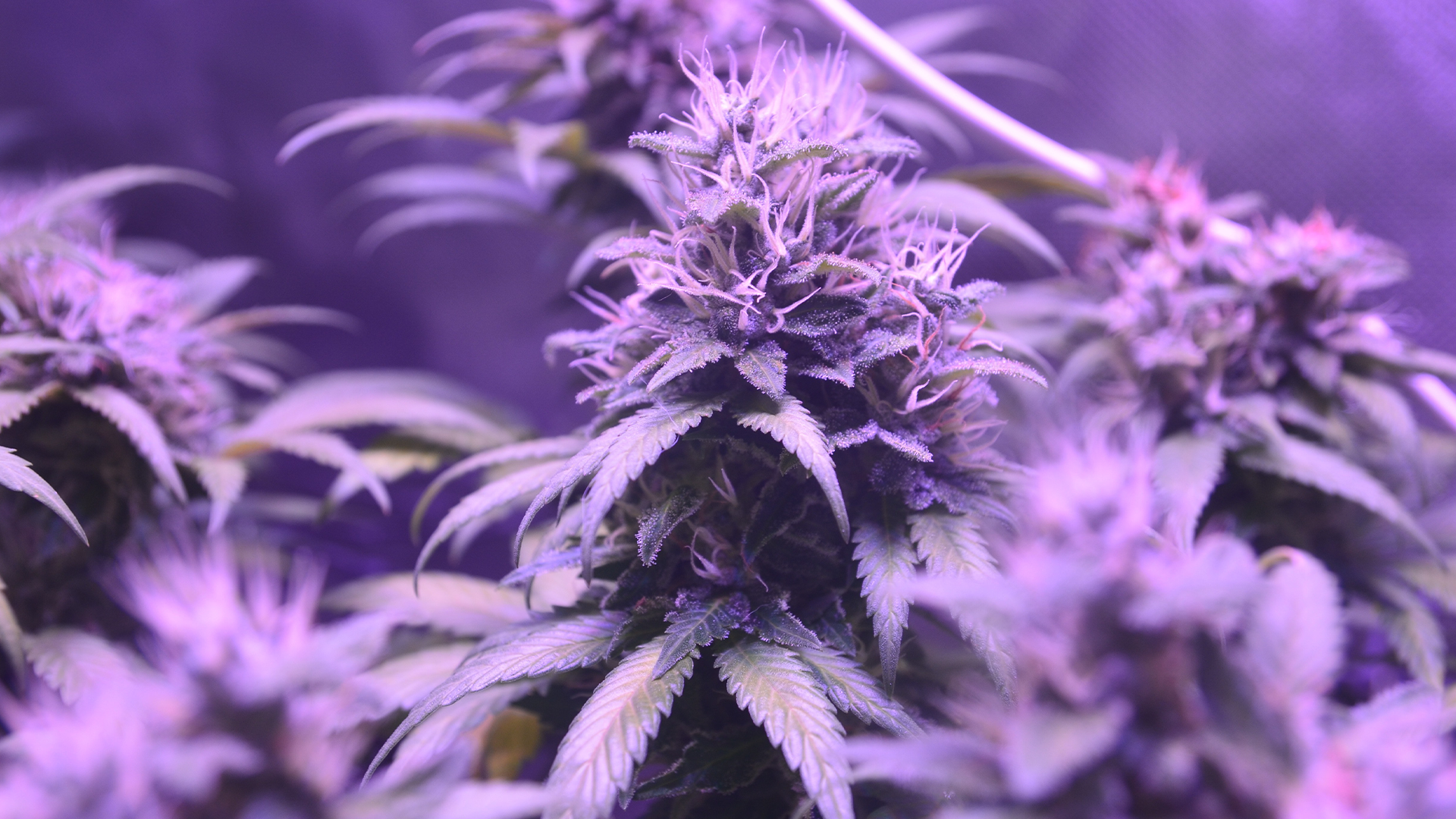 Strains that contain linalool have a taste of spice, sweet, and earthy flavors.