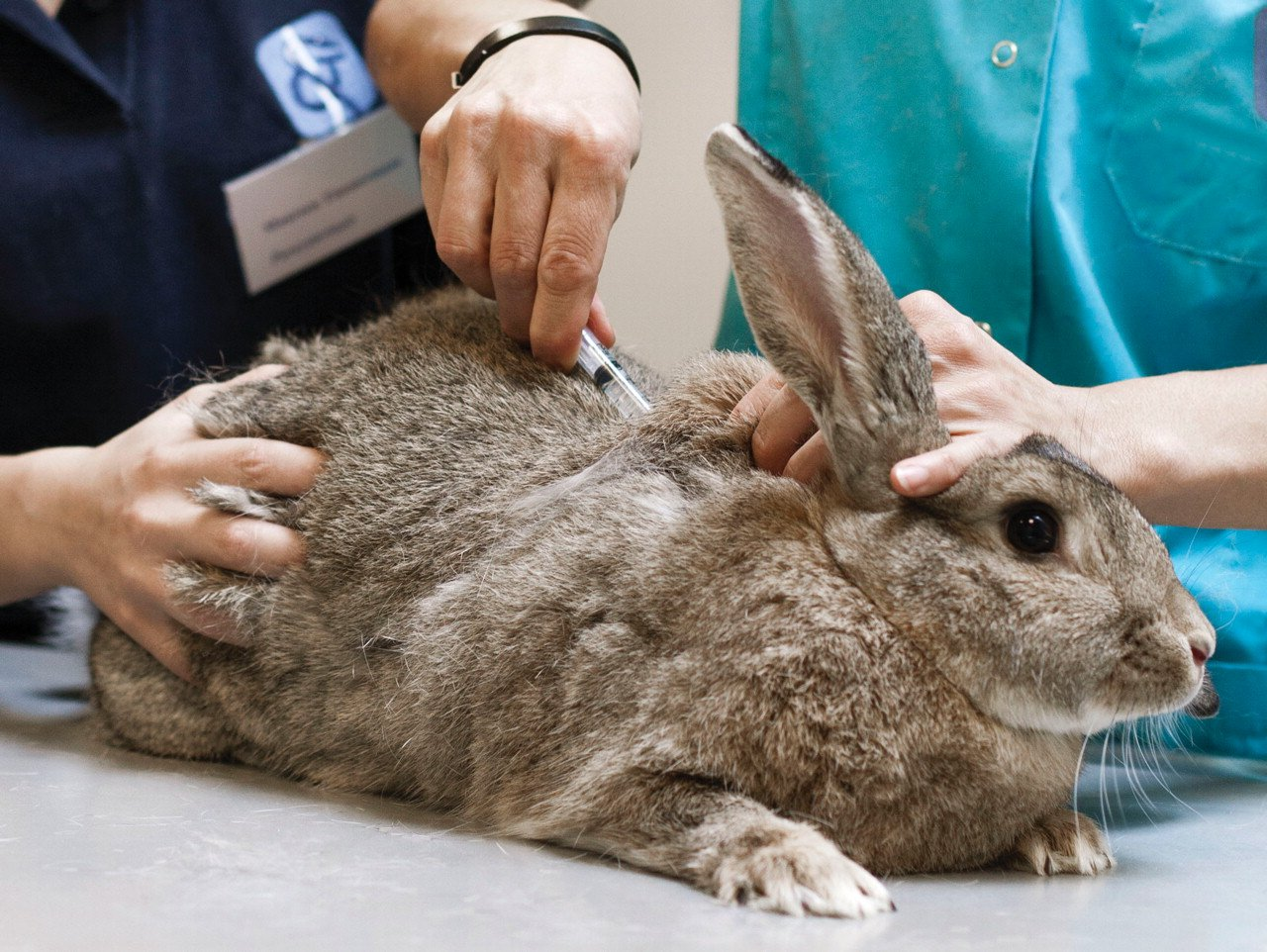healthy rabbits, infected rabbits, rabbit diseases