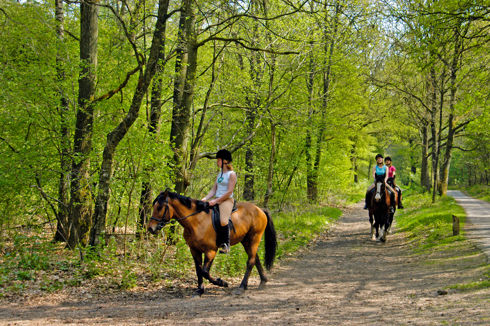 A group of horses on a trail ride in the forest