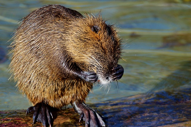 nutria, beaver rat, rodent