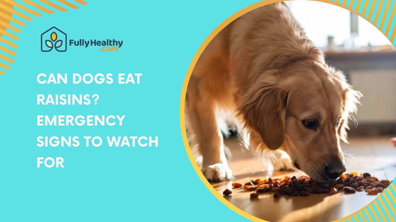 Can Dogs Eat Raisins? Emergency Signs To Watch For