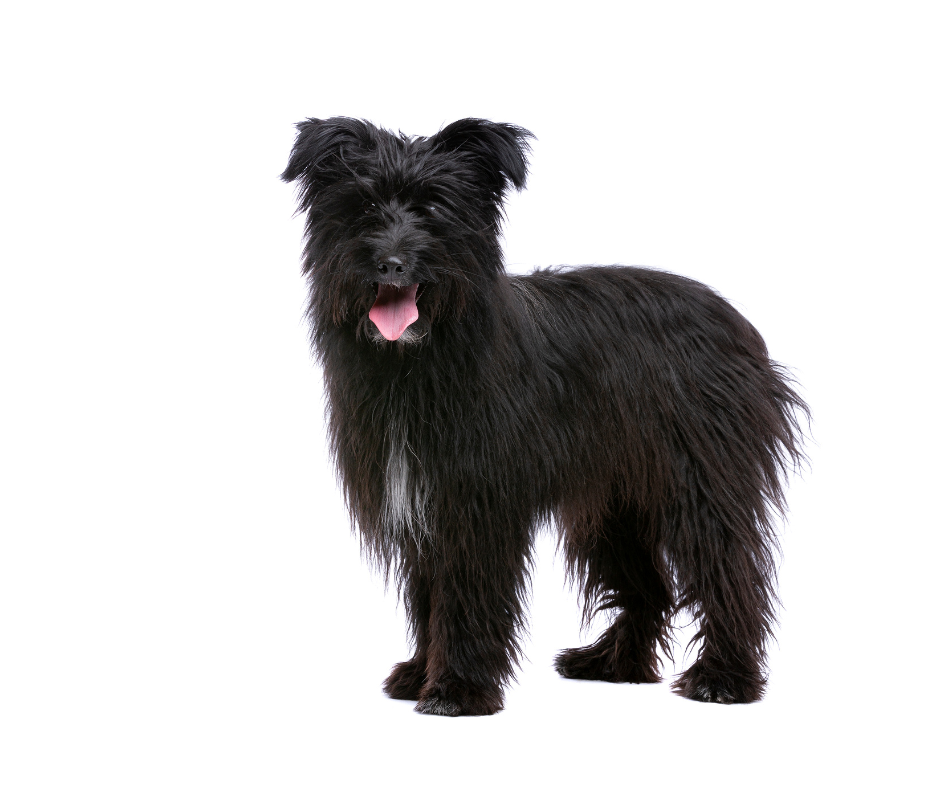 A black Pyrenean Shepherd standing with a white background