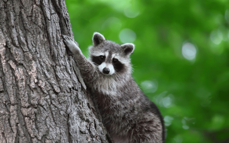 raccoon removal indianapolis