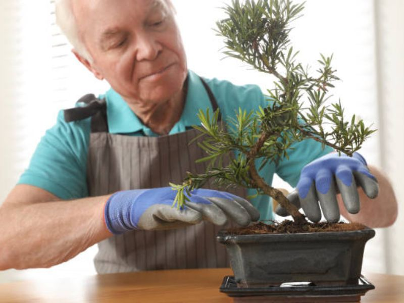 Immerse yourself, explore, and allow the enchantment of the soil to lead your bonsai to unparalleled achievements.