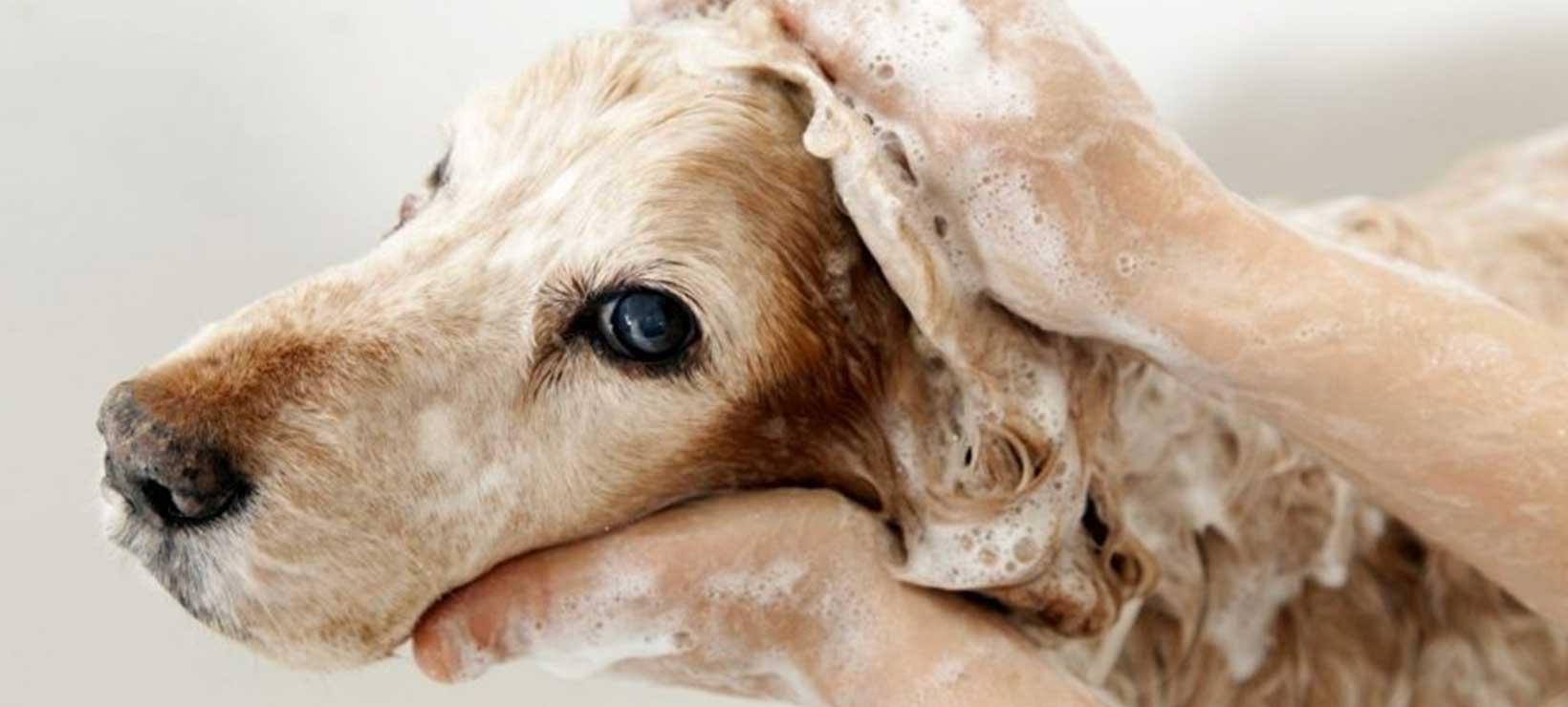 Washing a Dog