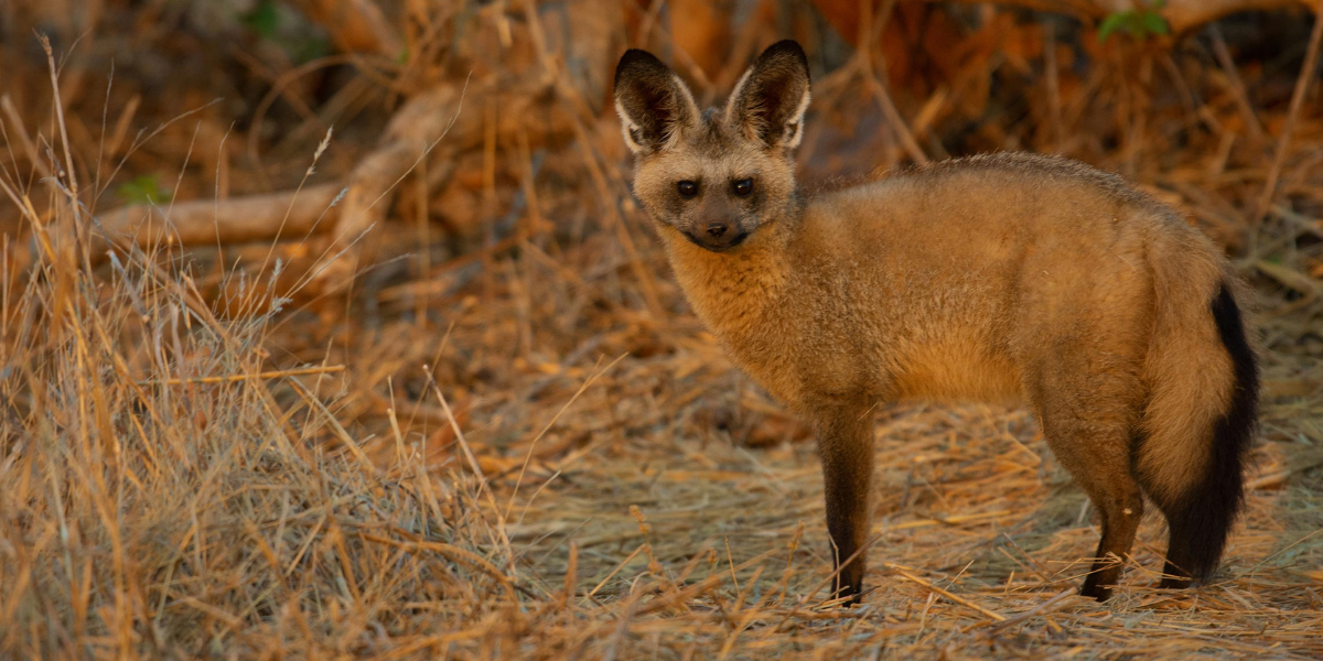 interesting animals in kalahari desert