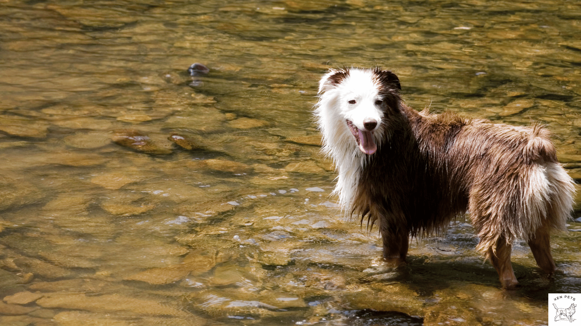 dog cooling off in the creek