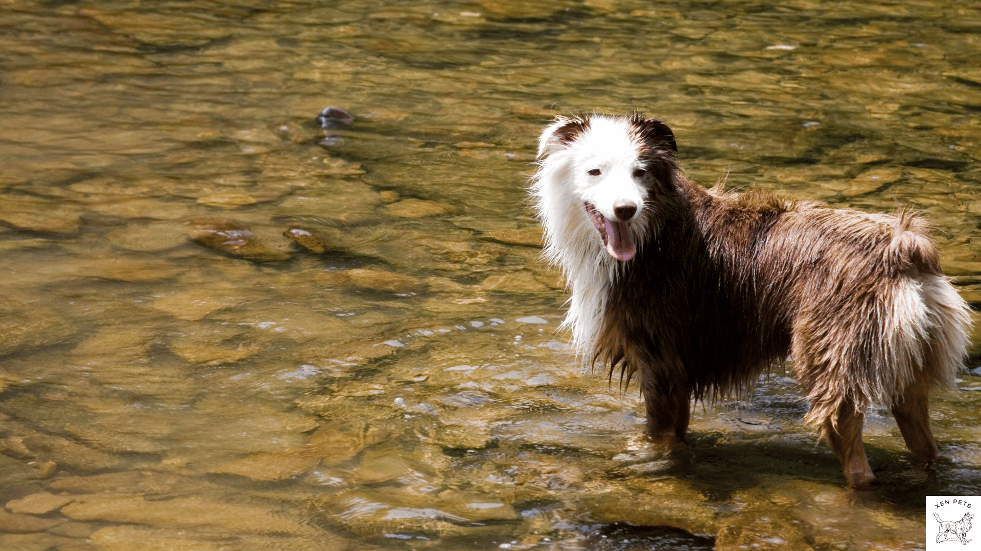 what to do if my dog is panting a lot