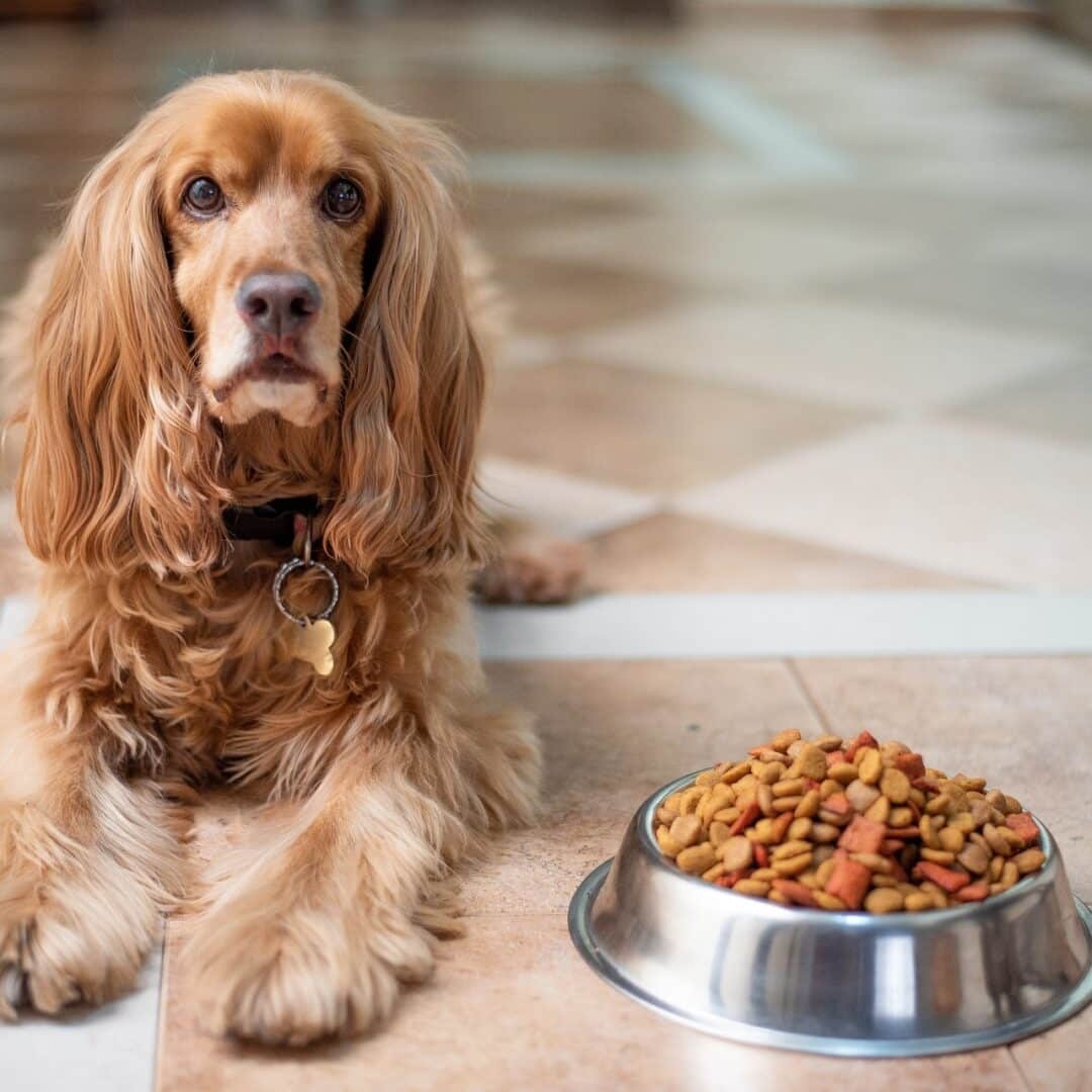 Impact of Contaminated Dog Food