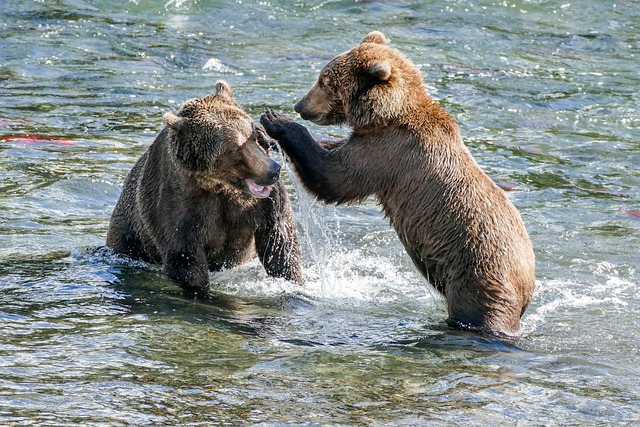 bears, fighting, animals