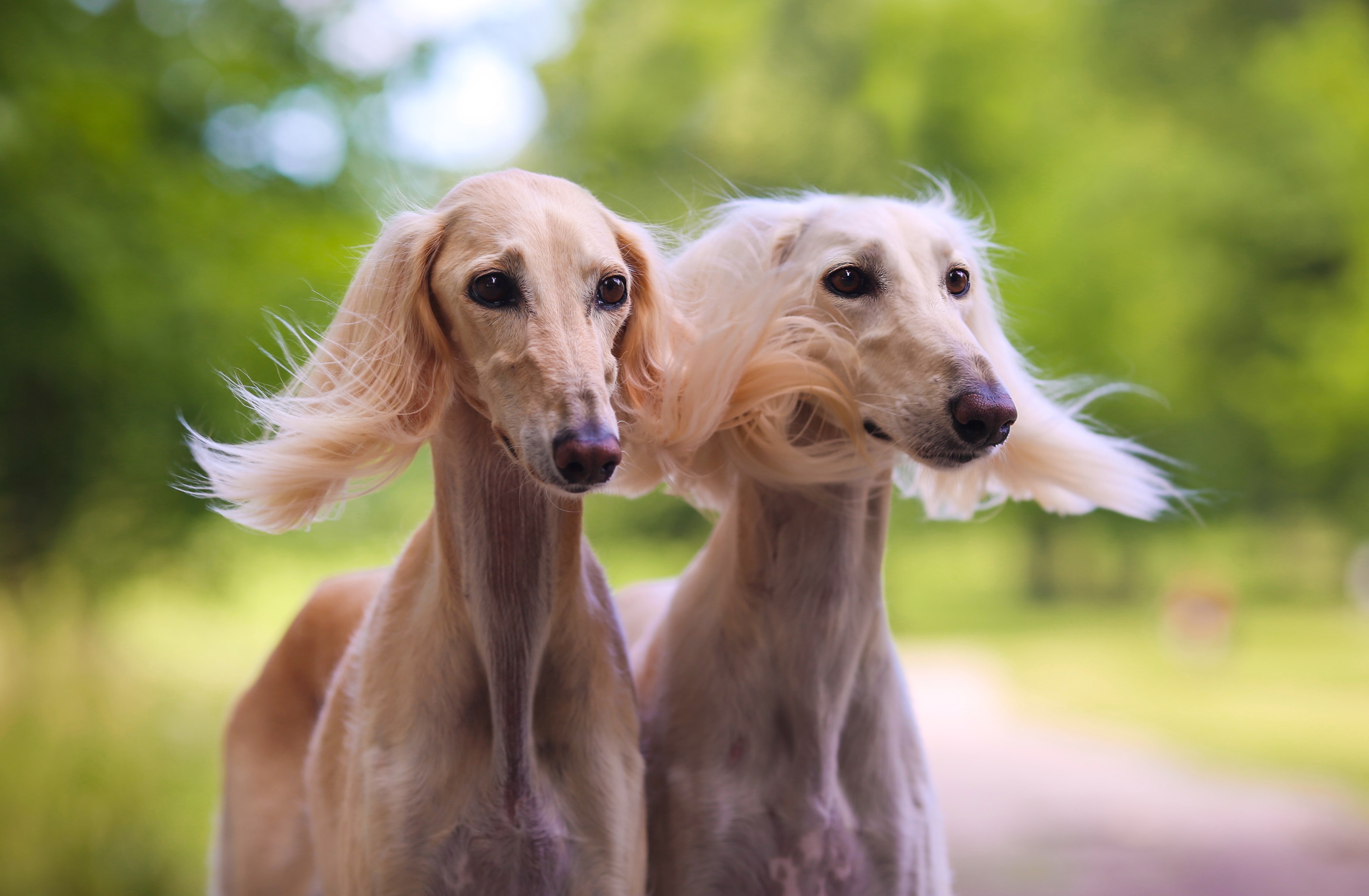 Two well groomed Salukis with hair blowing in the wind