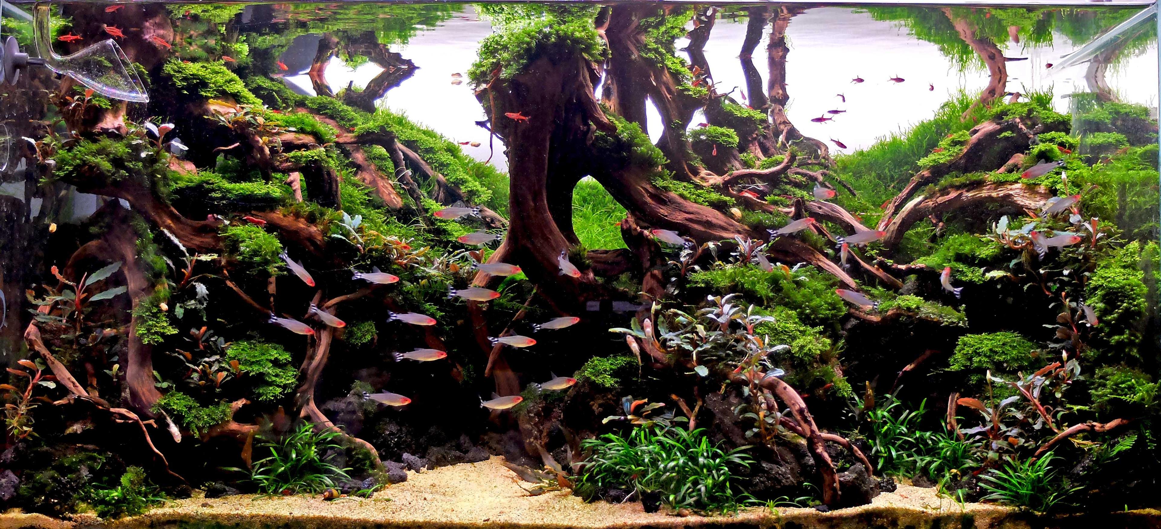 Hardscape diorama with fish and intricate wood and moss layout