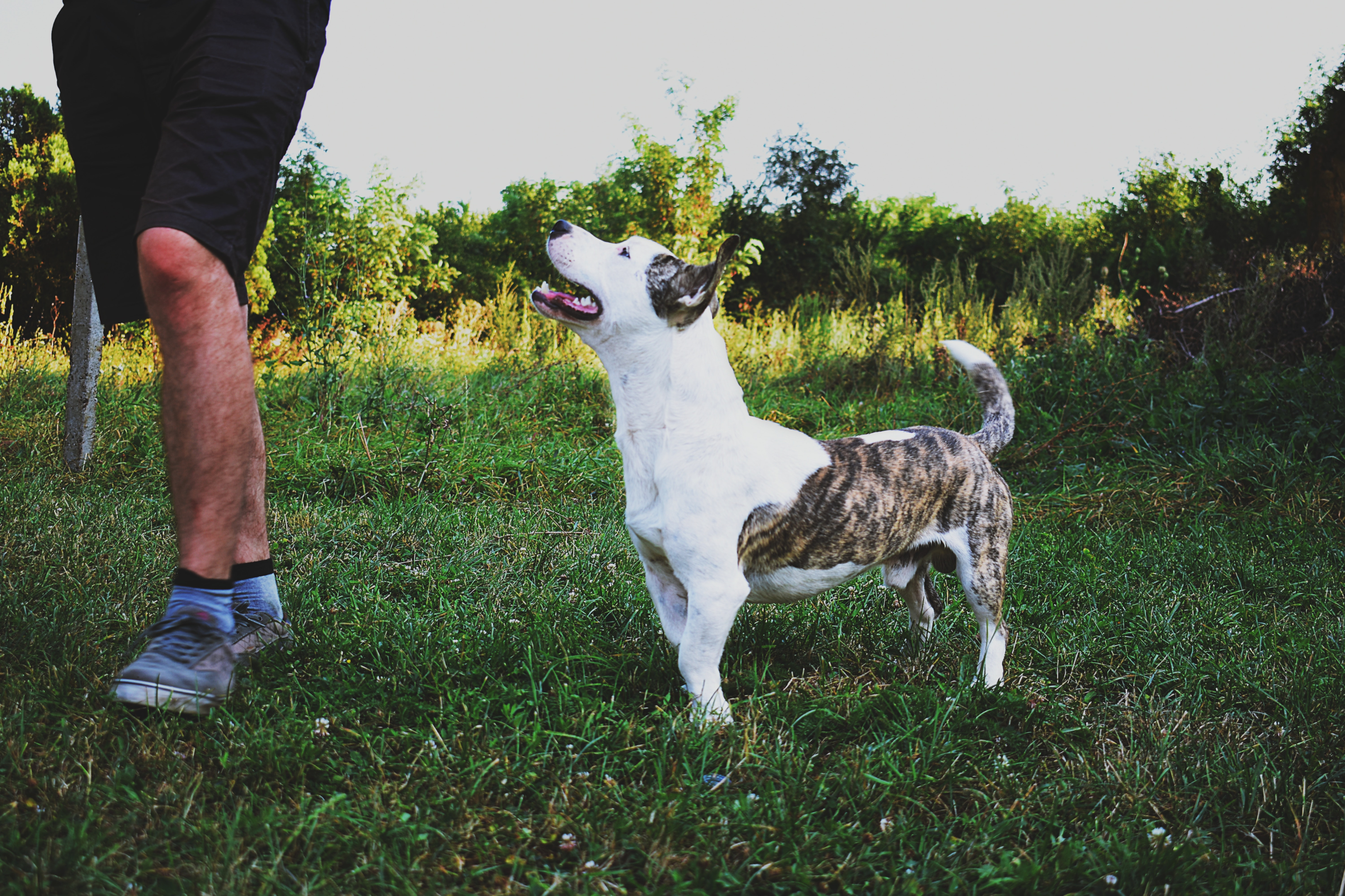 Vegan dog food is different from its vegetarian counterpart.