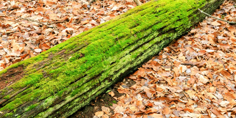 Fun Things to Do on Long Island 10 Cold Spring Harbor Hiking at Long Island