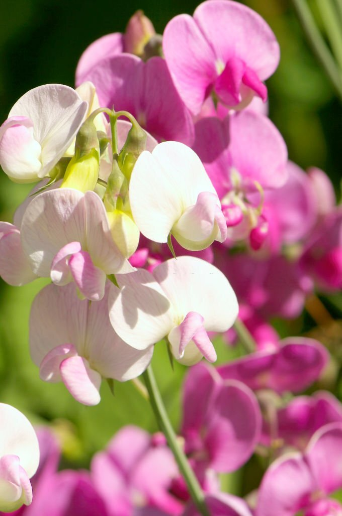 Lathyrus Odoratus