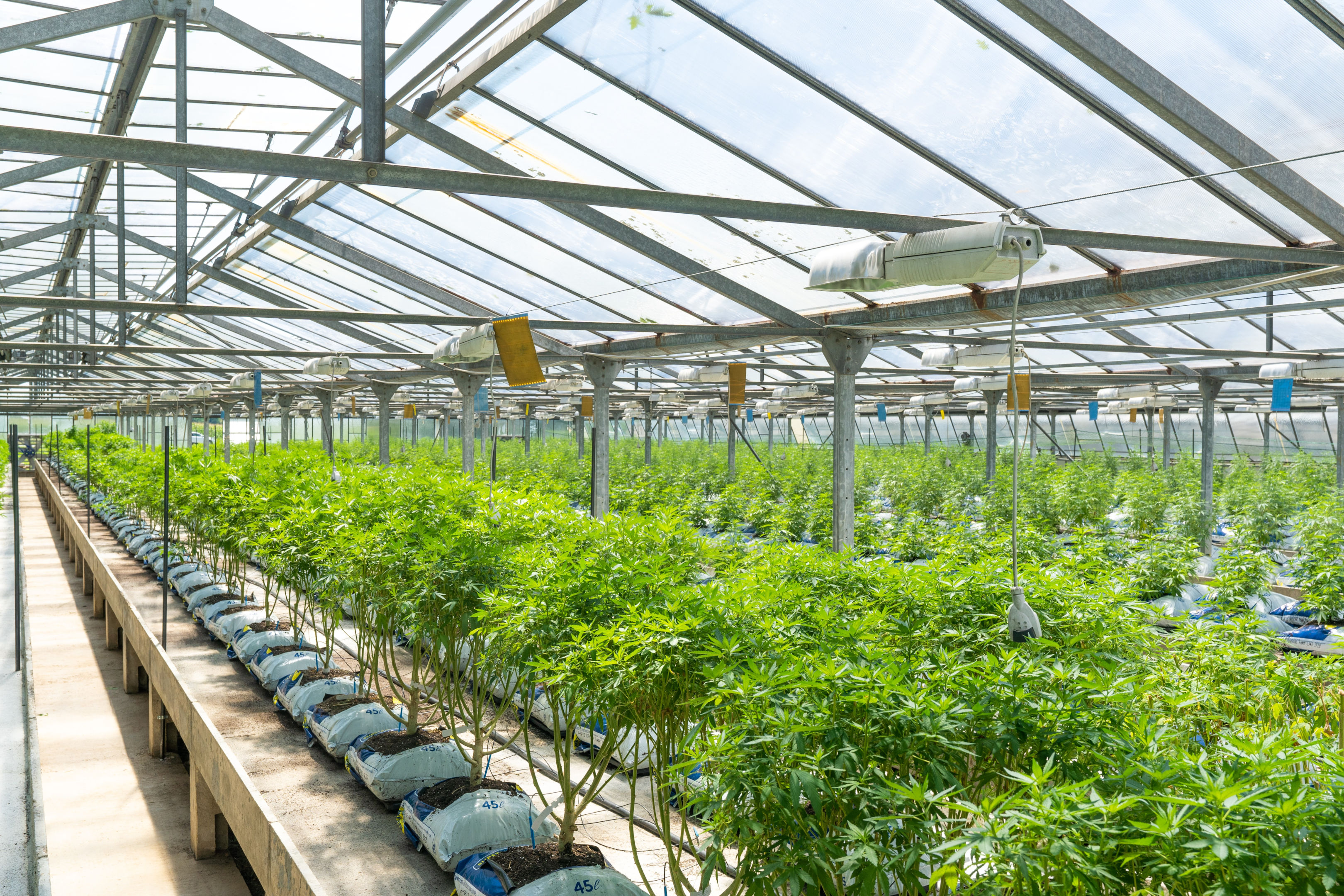 Security cameras in cannabis business with access control