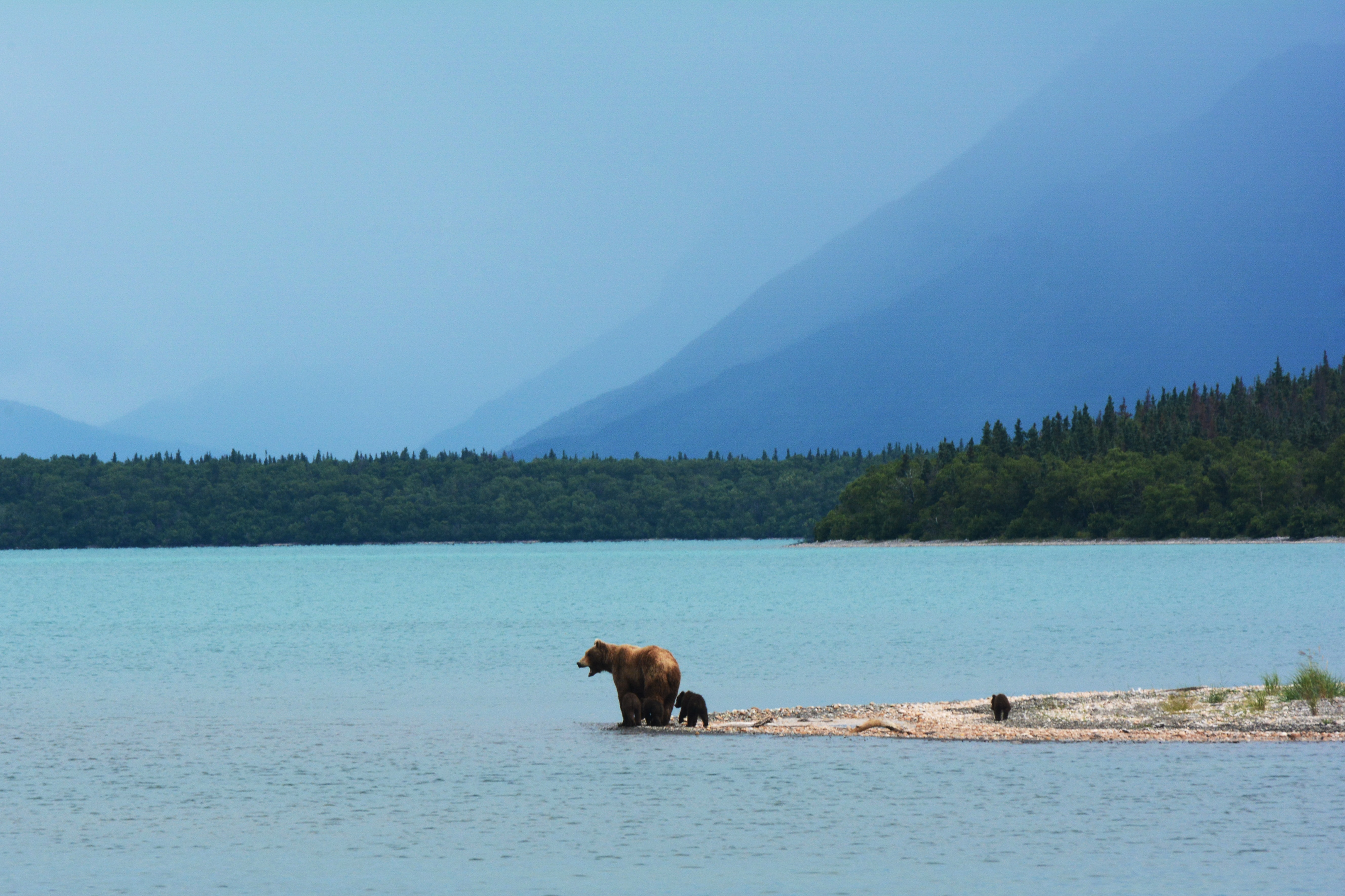 brown bears, cubs, alaska