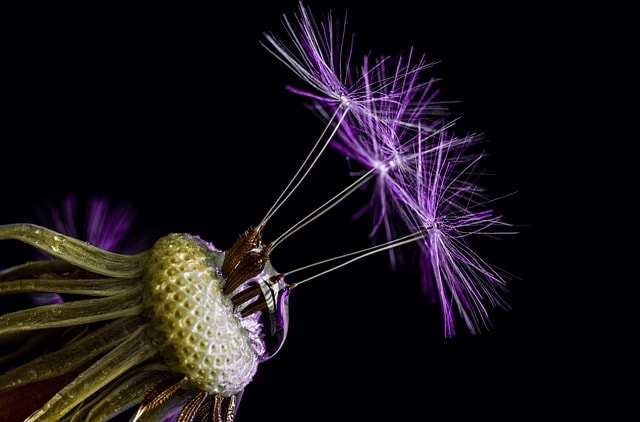 macroperspective, dandelion, flower wallpaper, seeds, nature, dew, wet, seed head, flower, plant, dewdrop, raindrop, dark, purple light, flower background, violet, lichtspiel, macro, beautiful flowers, close up, dandelion, flower, flower, flower, dark, dark, dark, dark, dark, macro