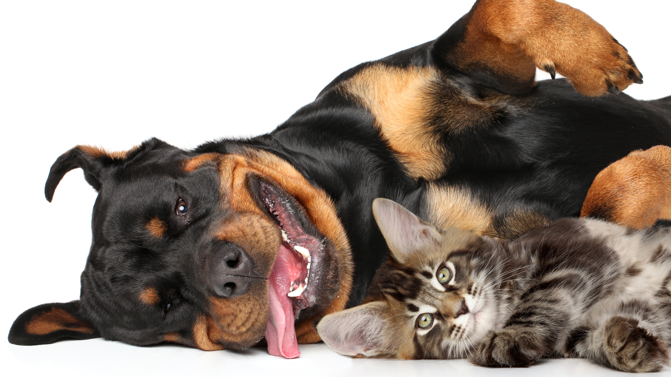 A happy Rottweiler laying next to a cat