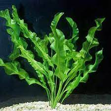 Aponogeton Ulvaceus Aquarium Plants Bulb | Arizona Aquatic Gardens