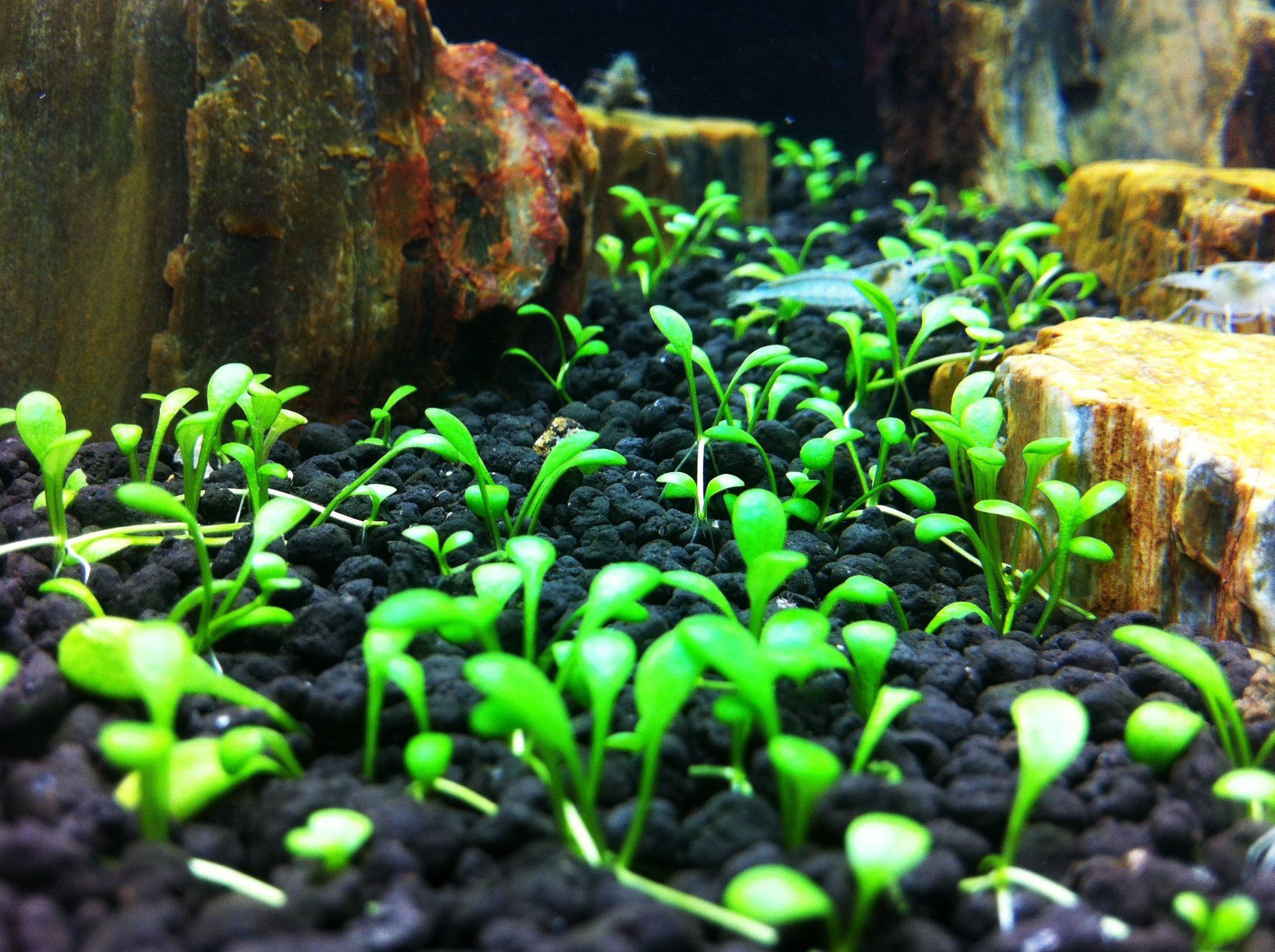 Side view of aquarium with glossostigma elatinoides