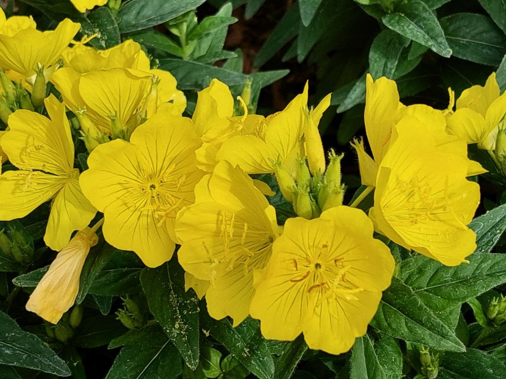 Missouri Evening Primrose