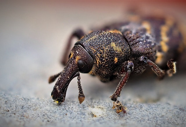 rüßelkäfer, beetle, insect