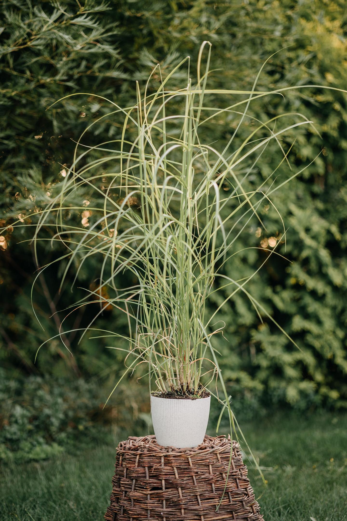 Miskant chiński w ogrodzie