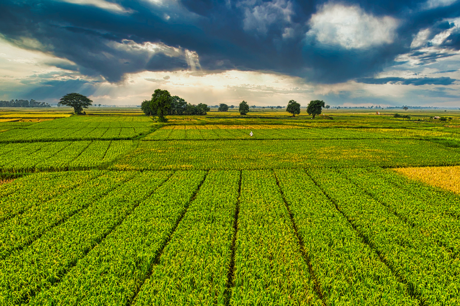 Higher yields.
