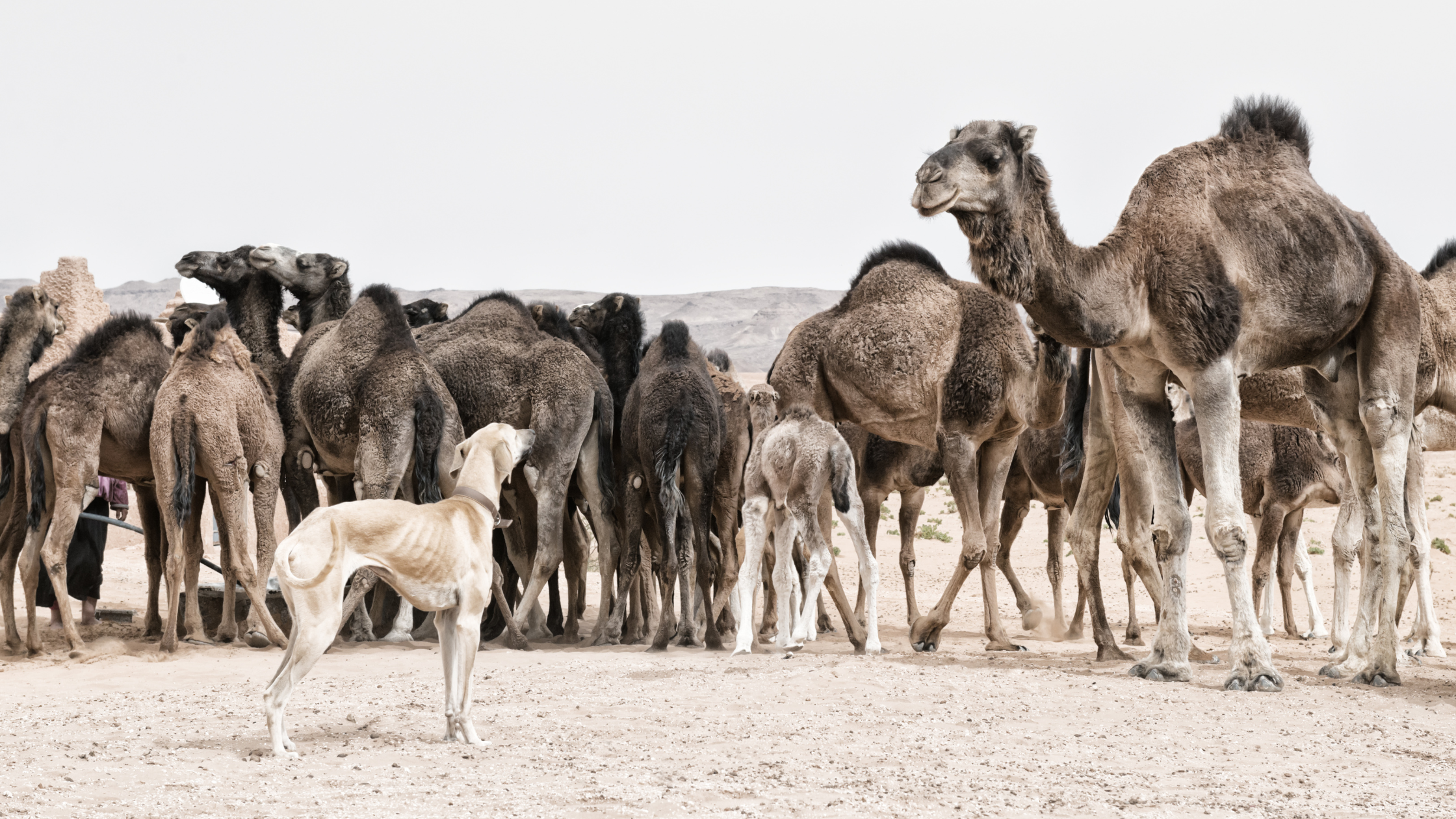 A Sloughi with a group of camels