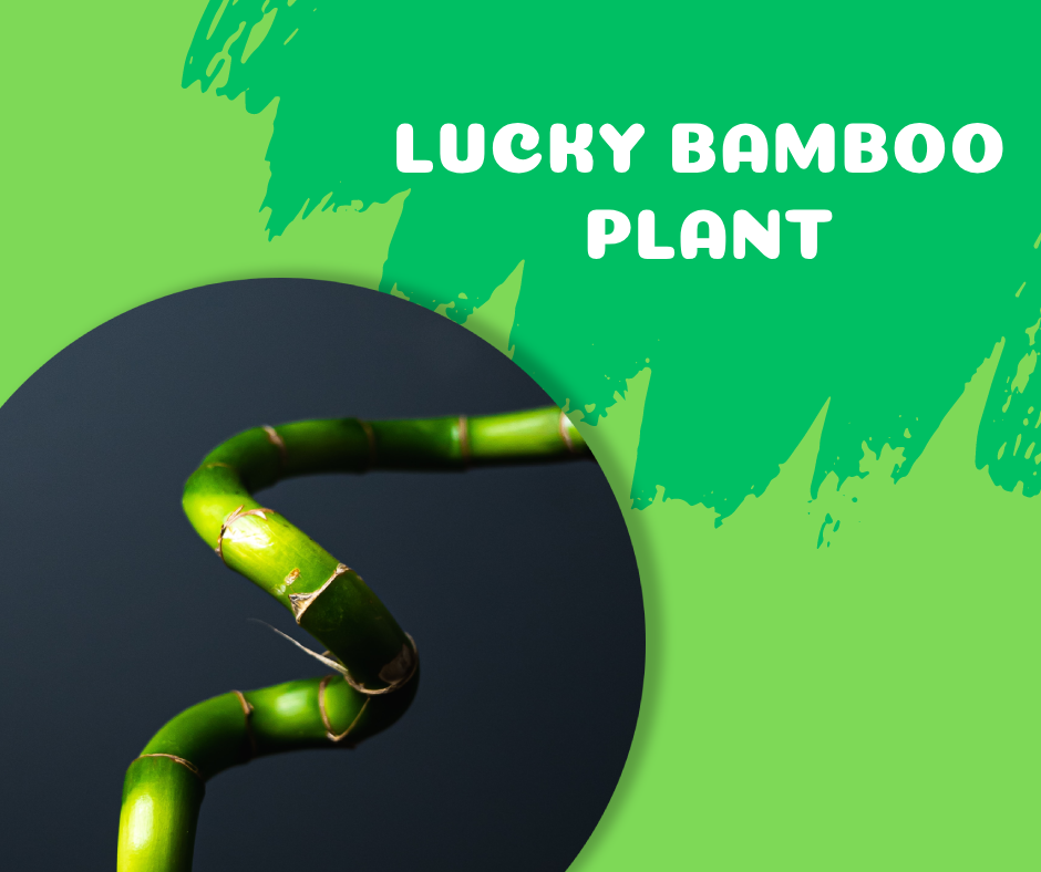 lucky bamboo, fast growing houseplants