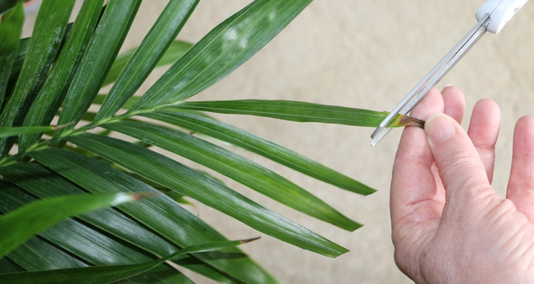 pruning, palm