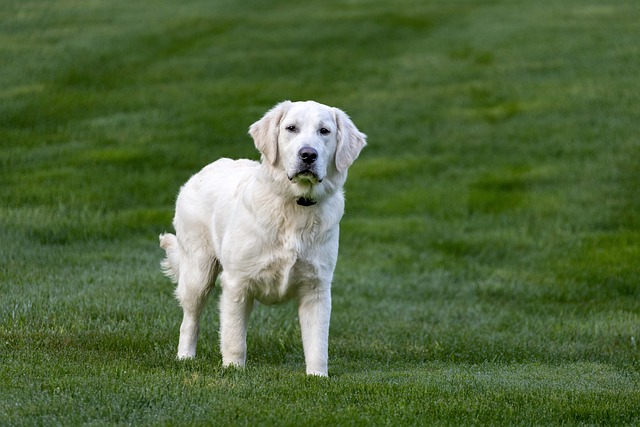 dog walkers, golden retriever pup, adult golden retrievers, american kennel club, puppies bred