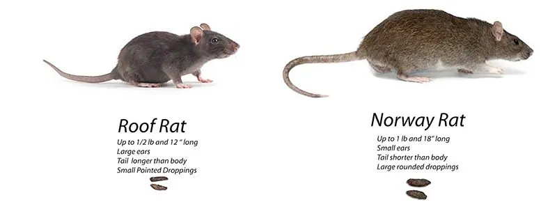 An illustration comparing roof rats and Norway rats, as well as comparing their feces.