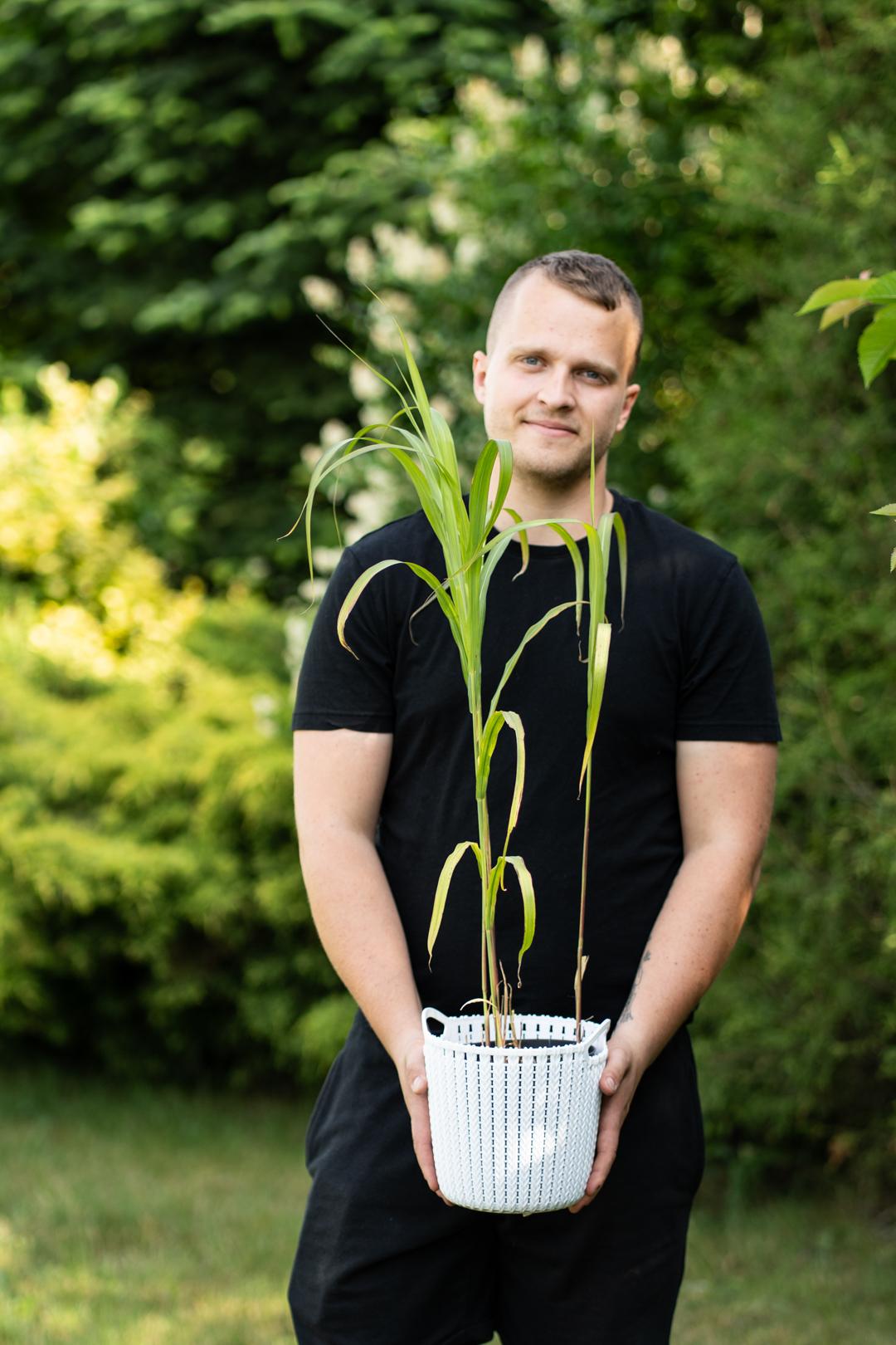 Trawy ozdobne w ogrodowej kompozycji
