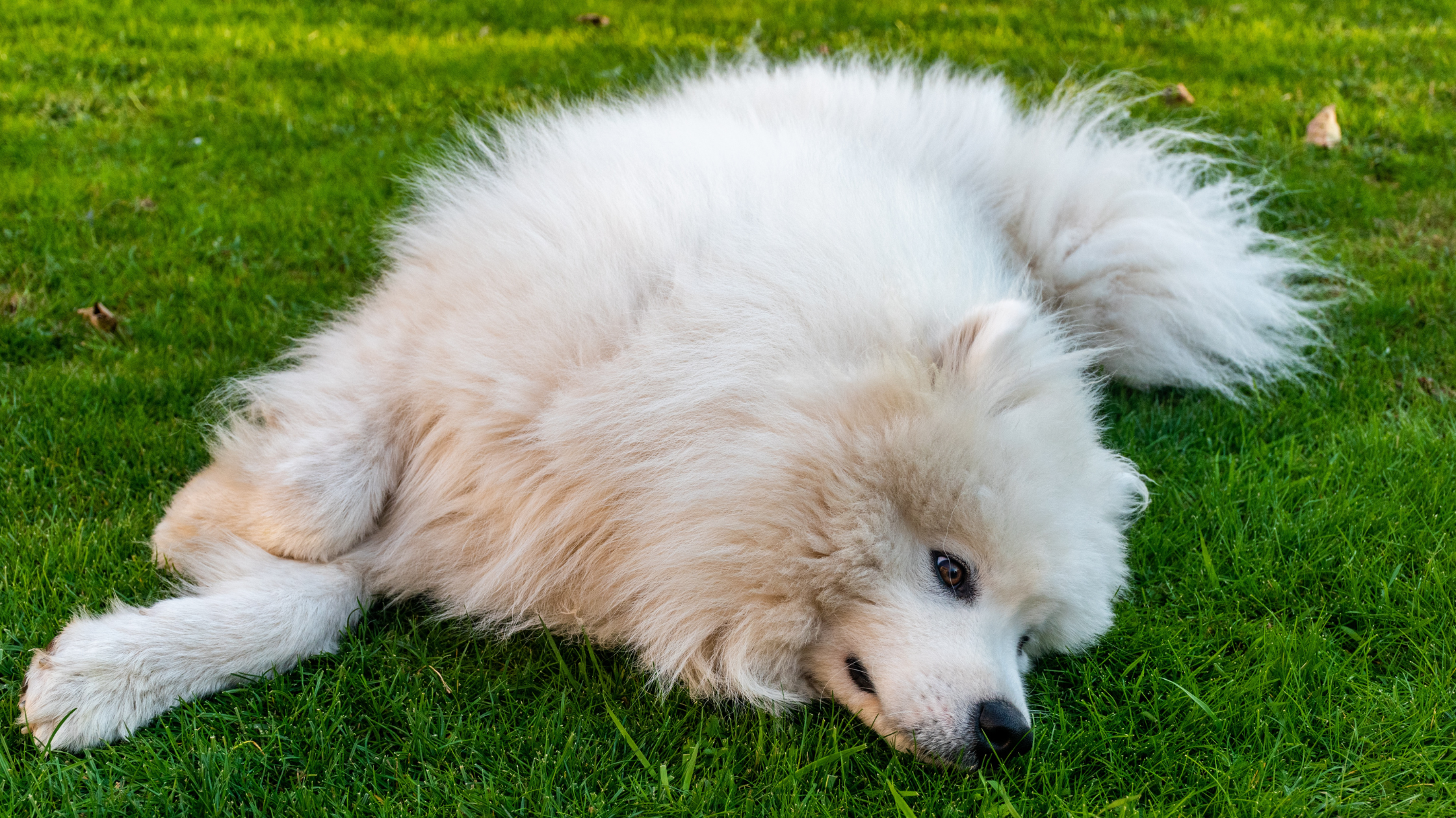 An adult Samoyed laying comfortably in a backyard