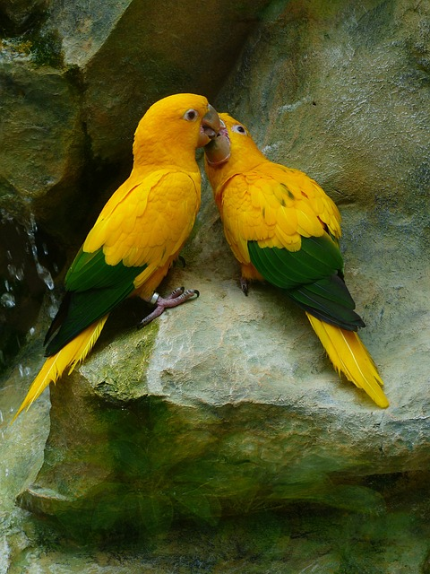 golden parakeets, bird couple, pair