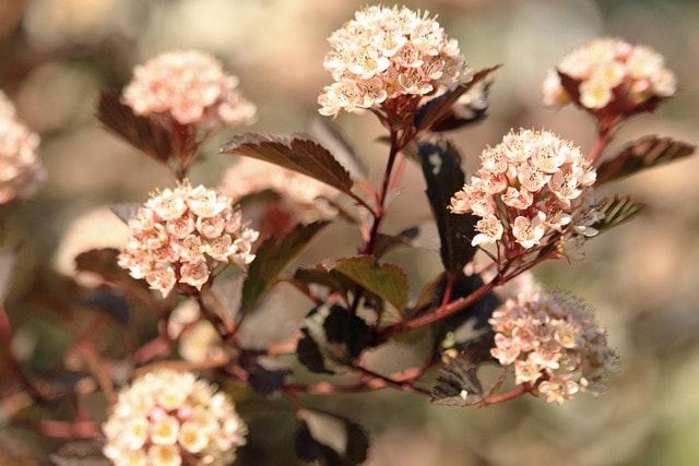 physocarpus, flowers, plant, petals, blossom, bloom, leaves, shrub, ornamental shrub, garden, nature