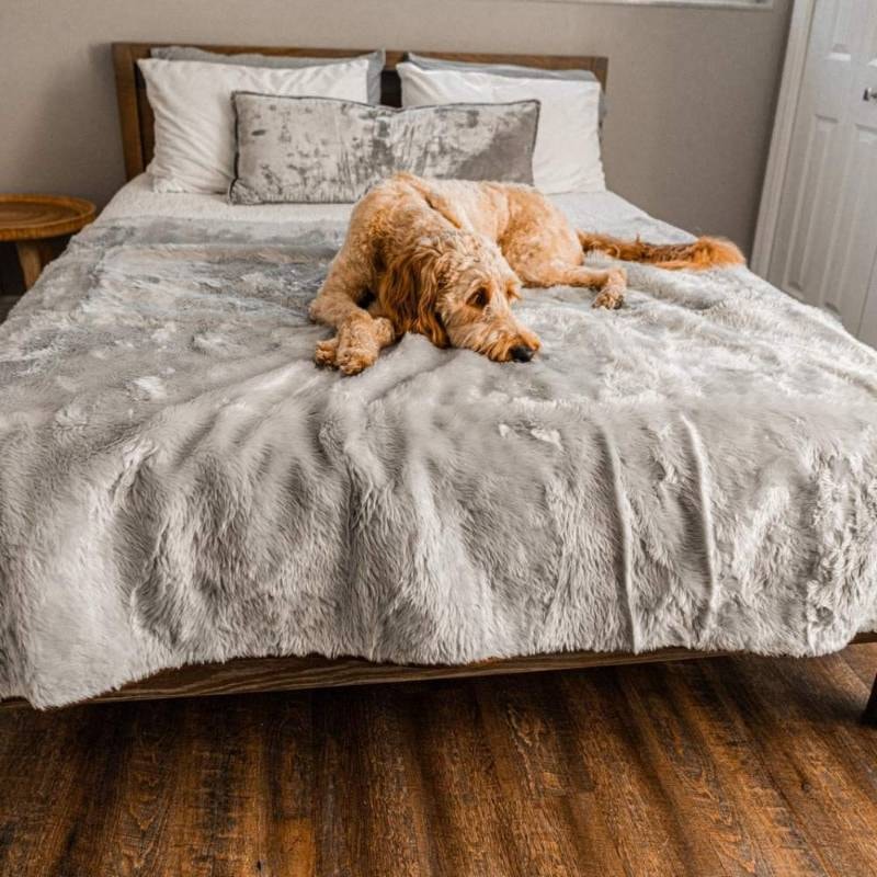 A dog relaxes on a bed draped with a gray, short-fur blanket, highlighting How to Keep Dog Blankets Clean