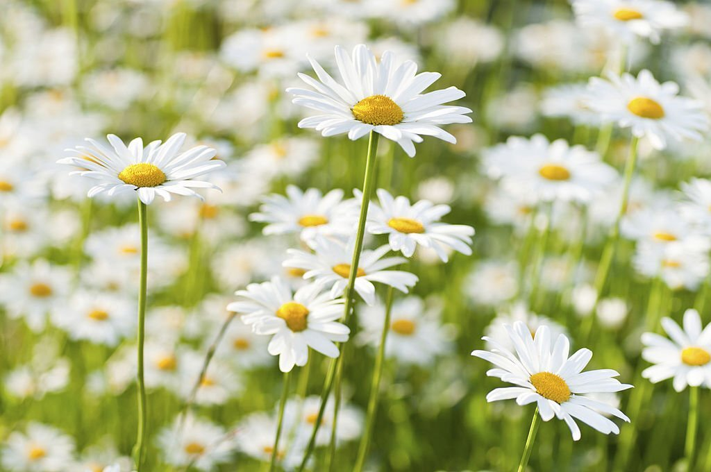 Marguerite Daisy