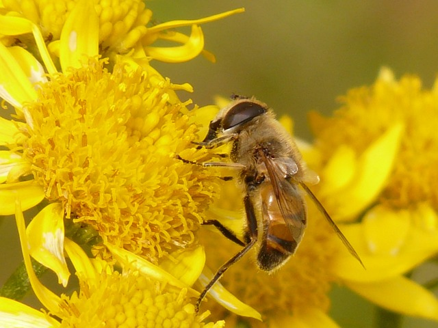 muckbee, mud bee, eristalis tenax