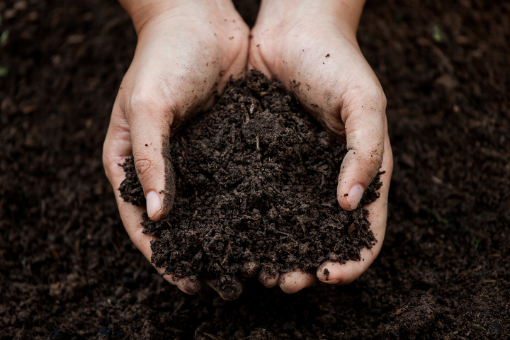 Rich, well-composted soil with ideal texture and organic matter content provides the perfect foundation for cannabis root development.