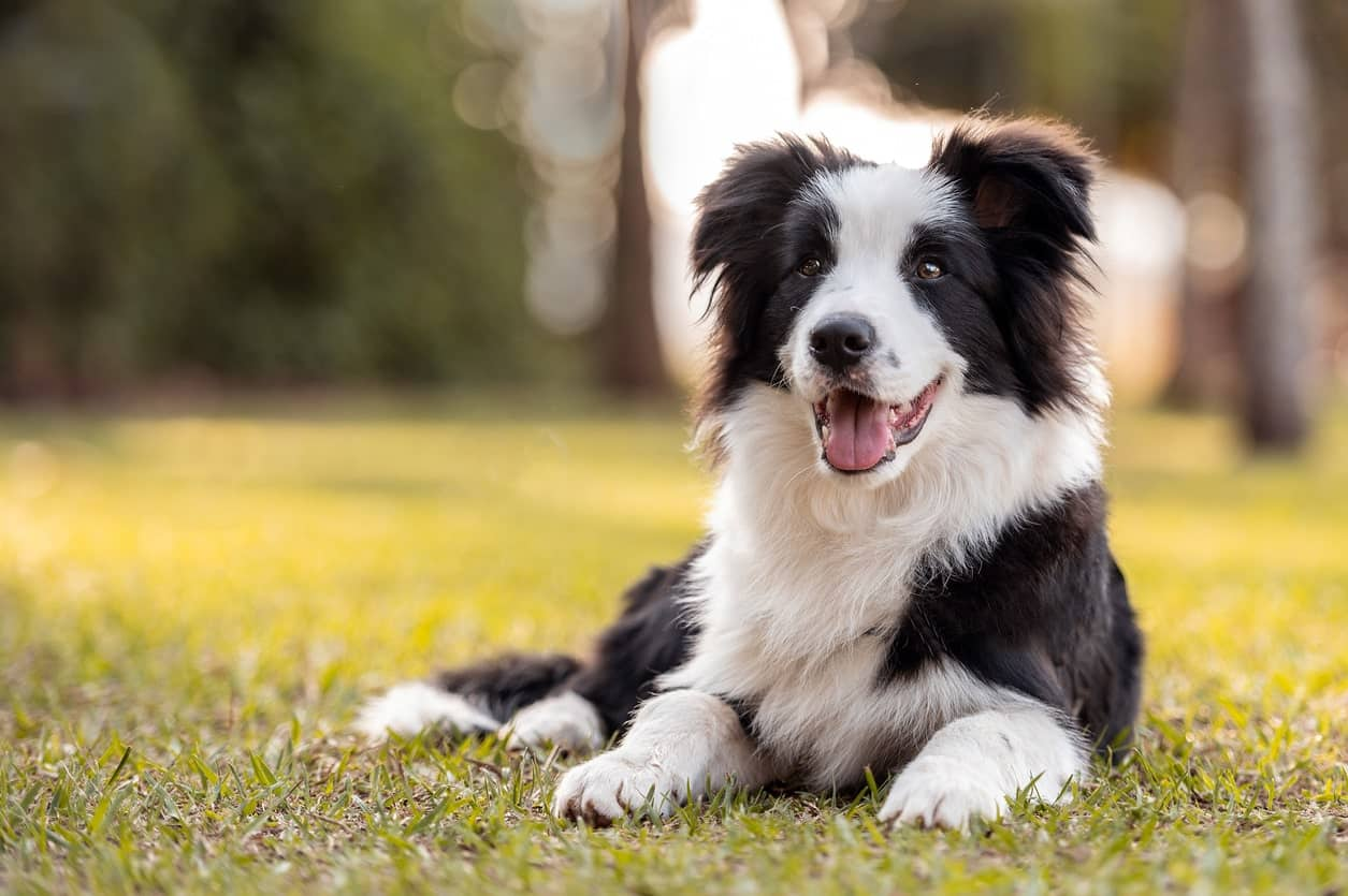 border collie dog, collies