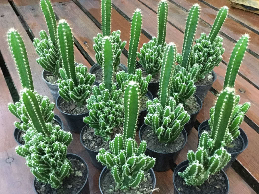 fairy castle cactus care, very slow growing plant, fairytale castle cactus